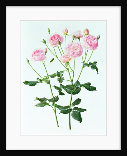 Rose 'Heritage', 1998 by Raymond Booth