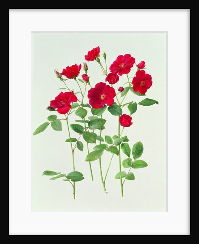 Rose 'Dusky Maid', 1998 by Raymond Booth