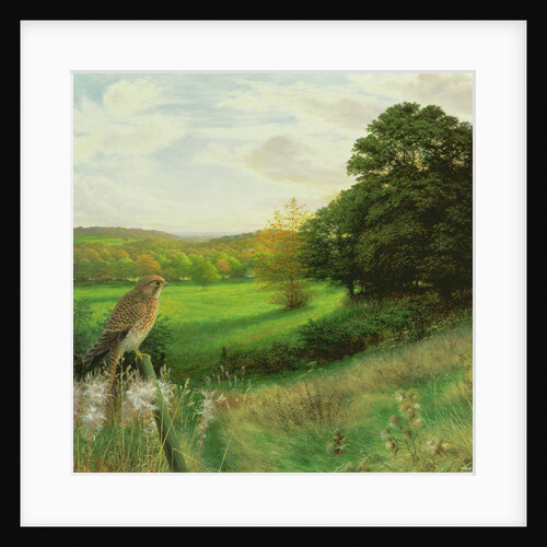 Kestrel on a Late September Evening, 1997 by Raymond Booth