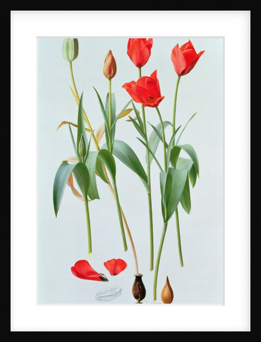 Tulipa Amabilis, 1992 by Raymond Booth