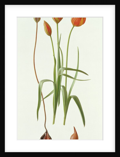 Tulipa Whittallii, 1992 by Raymond Booth