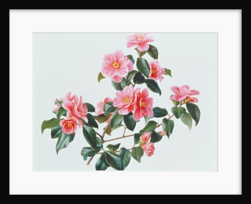 Camellia Japonica Tricolor, 1997 by Raymond Booth