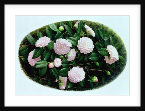 Camellia 'Nuccio's Pearl', 1998 by Raymond Booth