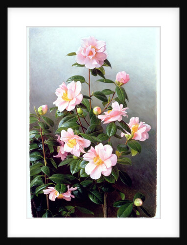 Camellia Japonica Variety, 1993 by Raymond Booth