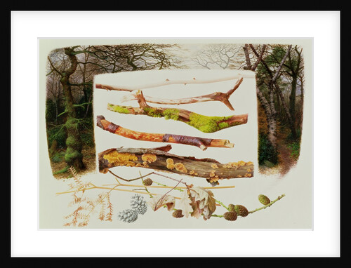 Items from the Winter Woodland, 2000 by Raymond Booth