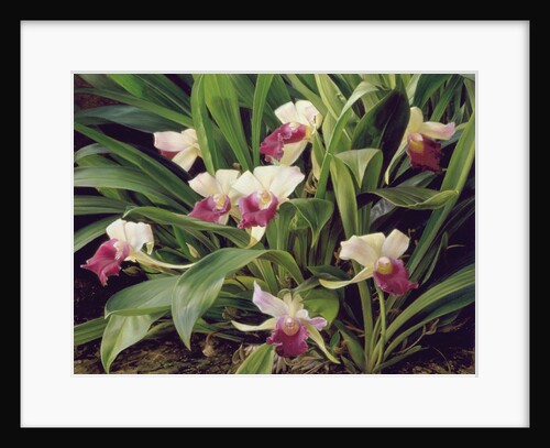 Cochleanthus Hybrid, 1992 by Raymond Booth