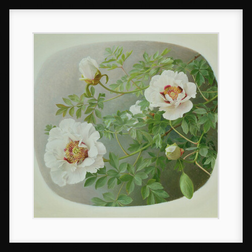 Paeonie Suffruticosa 'Rock's Form', 1999 by Raymond Booth