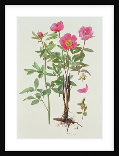 Paeonie Arietina, 1993 by Raymond Booth