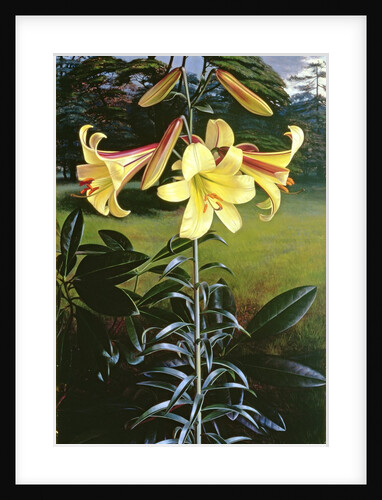Lilium Golden Clarion, 1960 by Raymond Booth