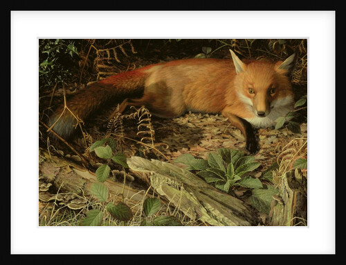 The Fox, 1971 by Raymond Booth