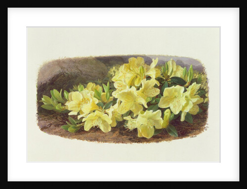 Rhododendron Keiski by Raymond Booth