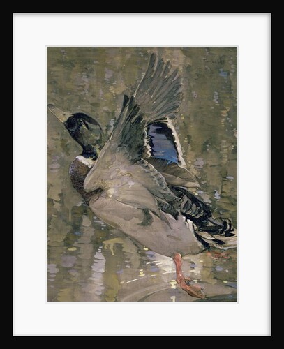 Mallard Rising by Joseph Crawhall
