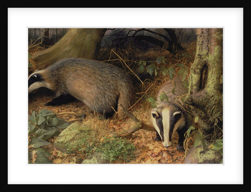 Badgers, 1982 by Raymond Booth