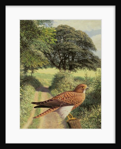 Falcon on Gatepost, 1981 by Raymond Booth