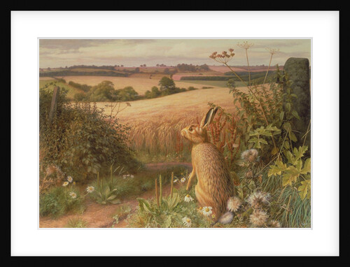 Hare in a Field, 1980 by Raymond Booth