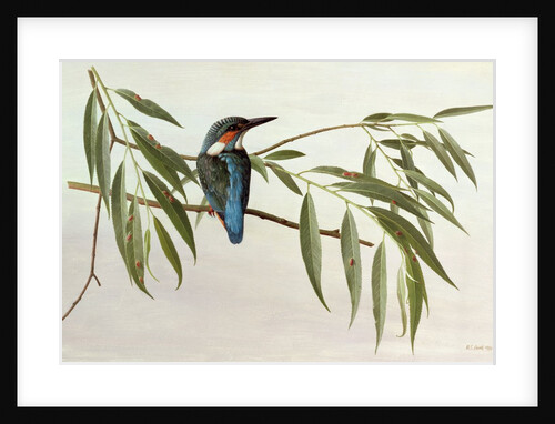 Kingfisher, 1974 by Raymond Booth
