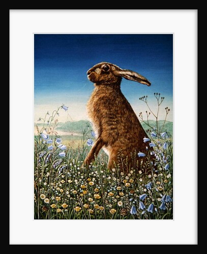 Hare, 1984 by Frances Broomfield