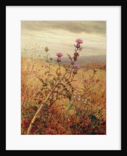 Thistle in a Field, 1875 by Fidelia Bridges