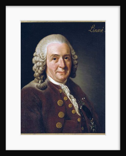 Portrait of Carl von Linne, 1775 by Alexander Roslin