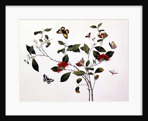 Plant Study with Butterflies and Insects, c.1800 by School Chinese