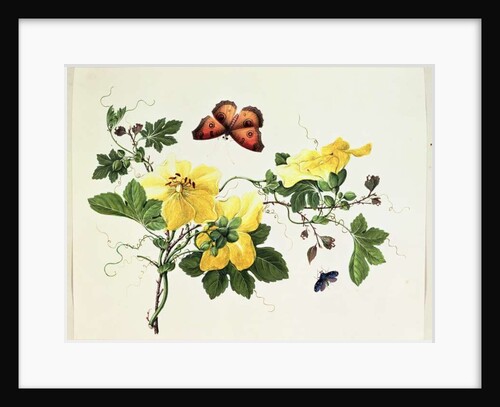 Flower Study and Butterfly by School Chinese