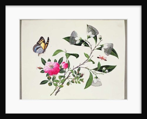 Flower Study and Insects by School Chinese