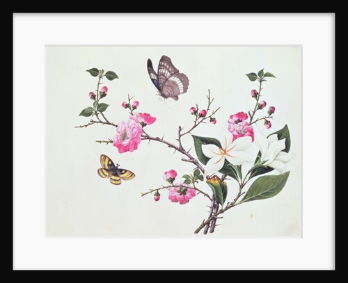Japonica, Magnolia and Butterflies by School Chinese