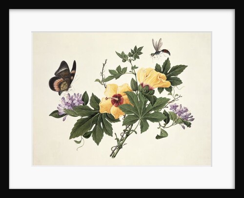 Hibiscus and Butterfly by School Chinese