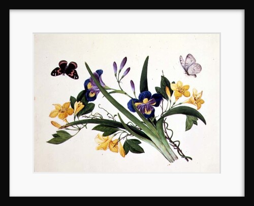 Blue Iris and Insects by School Chinese