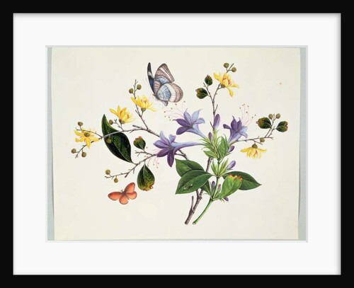 Flower Study and Insects by School Chinese