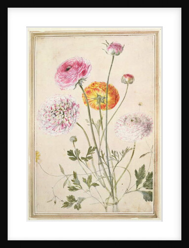 Flower Study, c.1760 by Thomas Robins