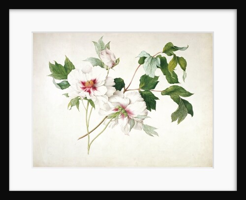 Japanese Tree Peony, 1815 by Lucy Cust