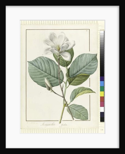 Magnolia yulan Magnolia denudata, 1812 by Pierre Joseph Redouté