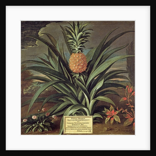 Pineapple grown in Sir Matthew Decker's Garden, Richmond, Surrey, 1720 by Theodorus Netscher