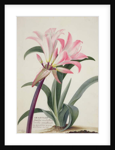 Amaryllis Belladonna, 1761 by Georg Dionysius Ehret