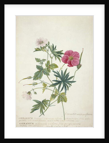 Geranium. Two intertwined stems of different species, 1767 by Georg Dionysius Ehret