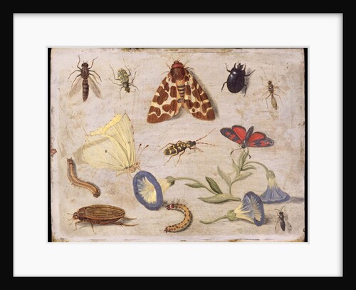 Insects by Jan van the Elder Kessel