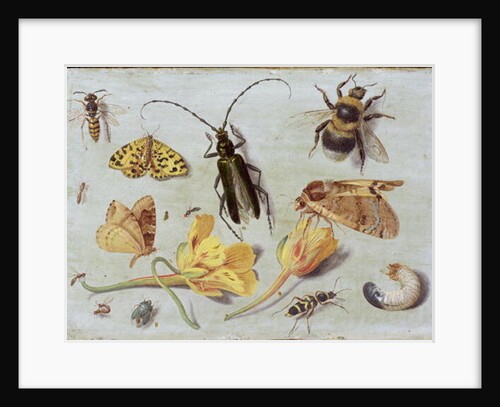 Insects by Jan van the Elder Kessel