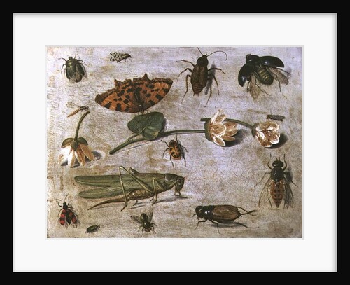 Insects by Jan van the Elder Kessel