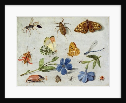 Insects by Jan van the Elder Kessel
