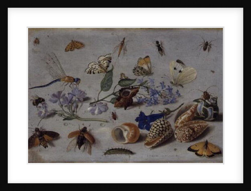 Butterflies and other Insects, 1661 by Jan van the Elder Kessel