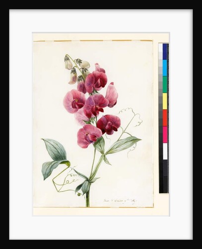 Lathyrus latifolius by Louise D'Orleans