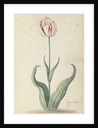 Speramondi tulip by Ambrosius the Younger (attr. to) Bosschaert