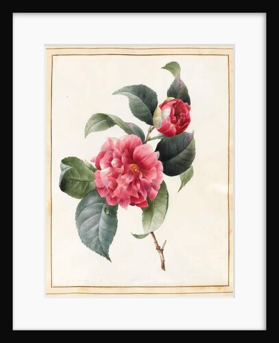 Camellia, 1827 by Louise D'Orleans