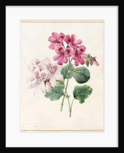 Two Hybrid 'Peliagoniums', 1828 by Louise D'Orleans