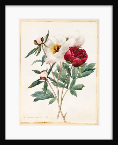 Red and White Herbaceous Paeonies, 1829 by Louise D'Orleans