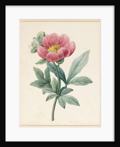 Poconia Mascula, Herbacious, 1826 by Louise D'Orleans