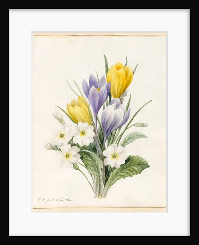 White Primroses and Early Hybrid Crocuses, 1830 by Louise D'Orleans