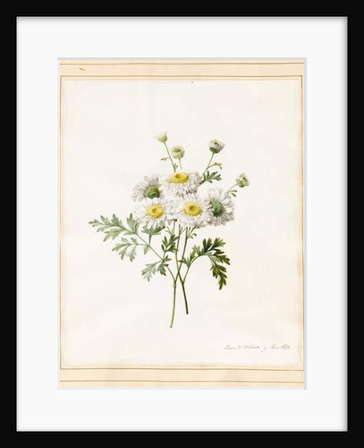 Chrysanthemum Parthenium, 1831 by Louise D'Orleans