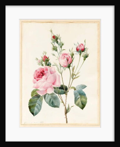 Pink Rose and Buds, 1832 by Louise D'Orleans